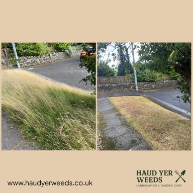 Overgrown grass on the left, trimmed grass and concrete path on the right.