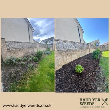 Before and after view of a garden with cleared weeds and newly planted shrubs.