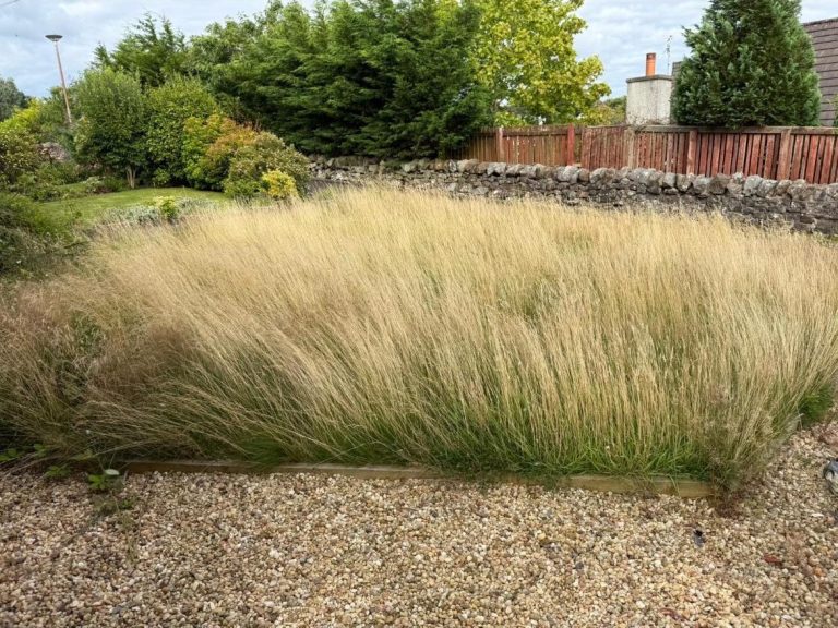 Tall grass growing in a garden with a stone wall and greenery in the background.