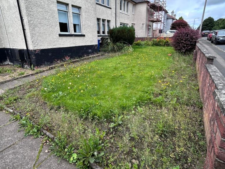 Overgrown grassy area with dandelions beside a residential building.