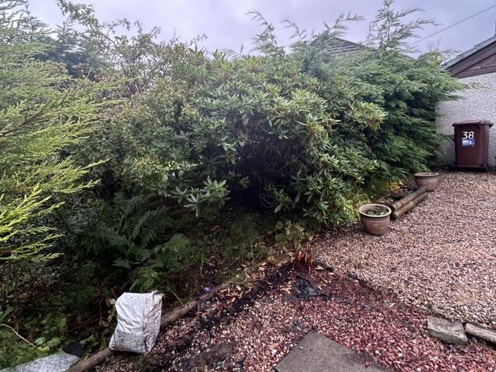 Lush greenery and shrubs in a gravel garden area with a building in the background.