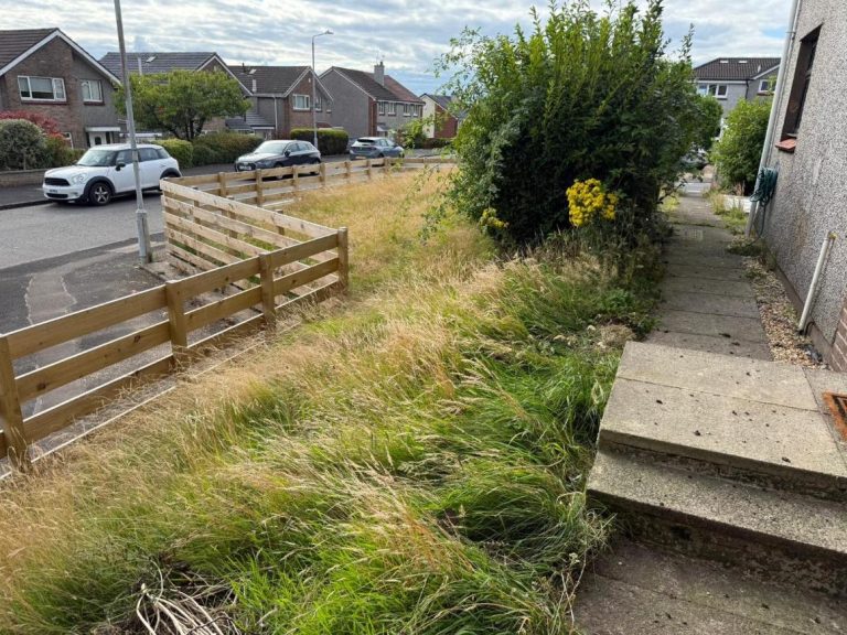 Overgrown grass and weeds along an uneven path beside a residential street.
