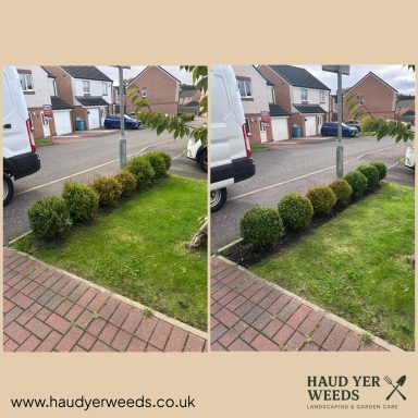 Neatly trimmed hedges along a pavement, before and after landscaping.