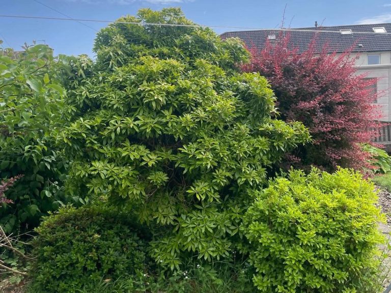 Lush green foliage with a splash of red leaves in a garden setting.